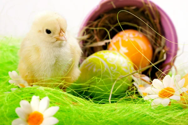 Pintainho de Páscoa, ovos e balde — Fotografia de Stock