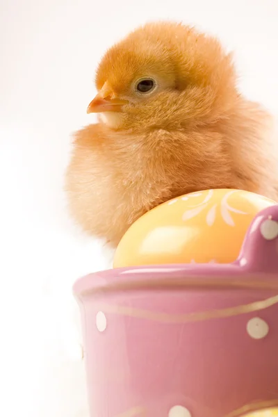 Wielkanoc chick siedzi na wiaderku — Zdjęcie stockowe
