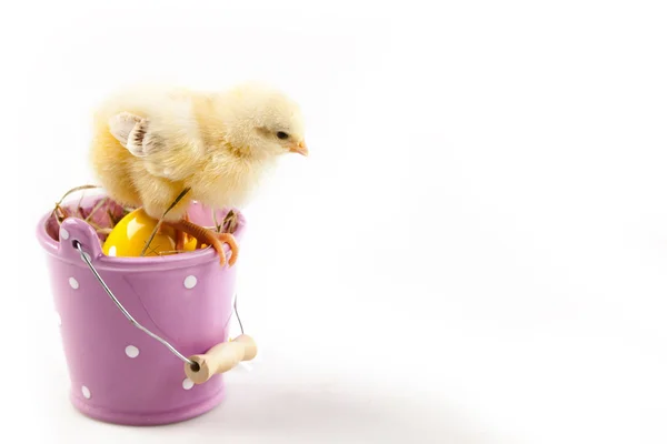 Easter Chick sitting on Bucket — Stock Photo, Image
