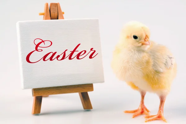 Wielkanoc chick i tabela — Zdjęcie stockowe