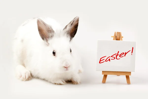 Kaninchen und Tisch mit Schildern — Stockfoto