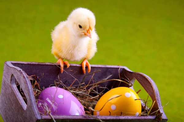 Húsvét chick — Stock Fotó