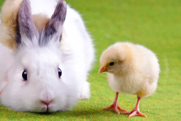 Bunny e Chick — Fotografia de Stock