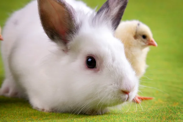 Tavşan ve civciv — Stok fotoğraf