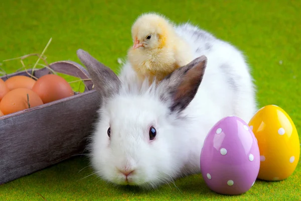 토끼와 병아리 — 스톡 사진