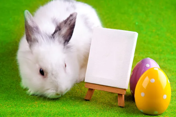 Кролик и стол — стоковое фото