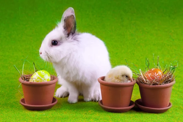 小兔子和小鸡 — 图库照片