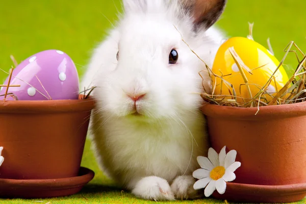 Bunny heks eieren — Stockfoto