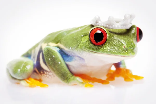 개구리 왕! — 스톡 사진