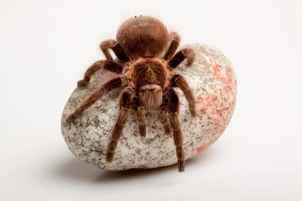 Gigan Spider on Rock — Stock Image Gigan Spider on Rock Stock Photo
