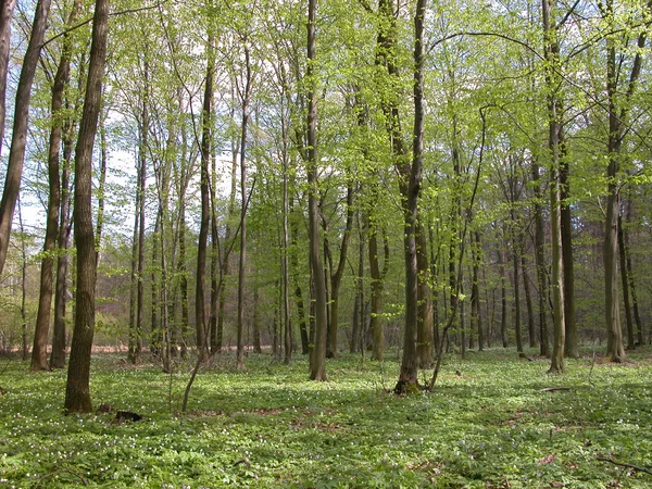 Primavera na floresta — Fotografia de Stock
