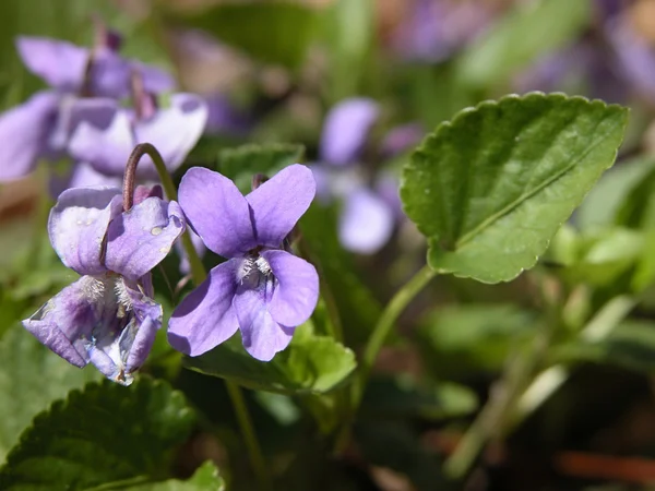 stock image Early Dog Violet