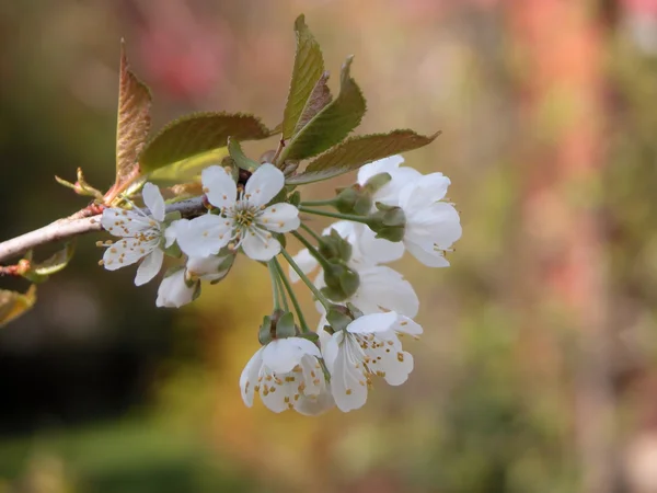 Kvetoucí švestka — Stock fotografie