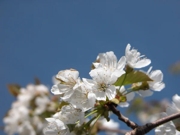 Strom kvetoucí třešeň — Stock fotografie