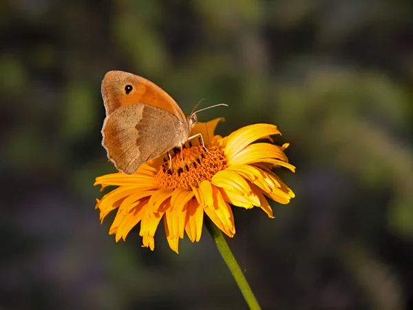 Der Wiesenbraune Schmetterling — Stockfoto