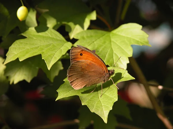 Prado borboleta marrom — Fotografia de Stock