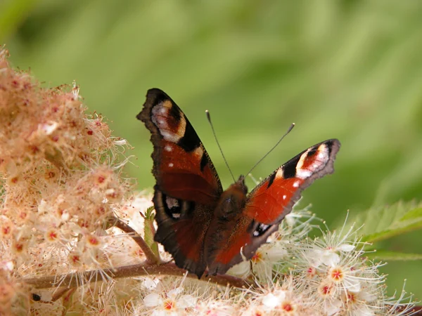 Farfalla di pavone — Foto Stock