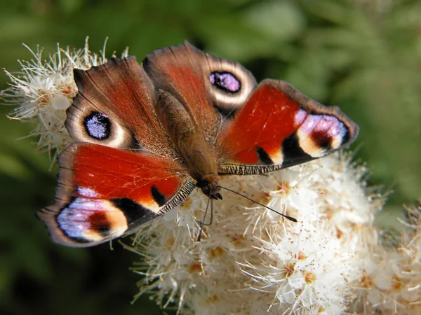 Páva pillangó — Stock Fotó