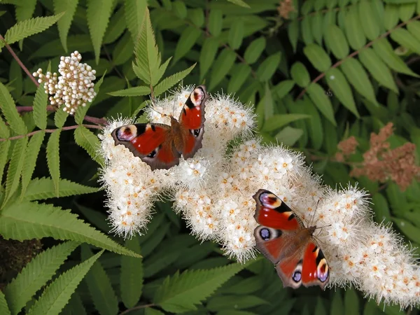 Pavão borboletas — Fotografia de Stock