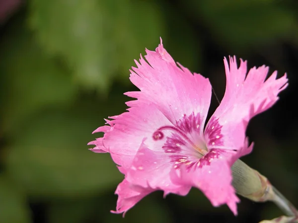 Nelke - Cheddar rosa — Stockfoto