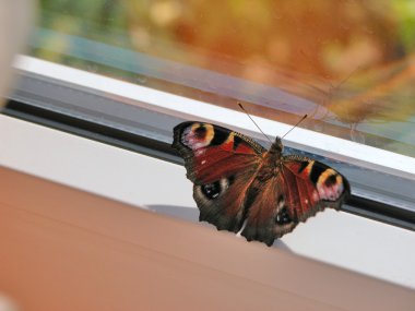 Peacock butterfly (Inachis io) clipart