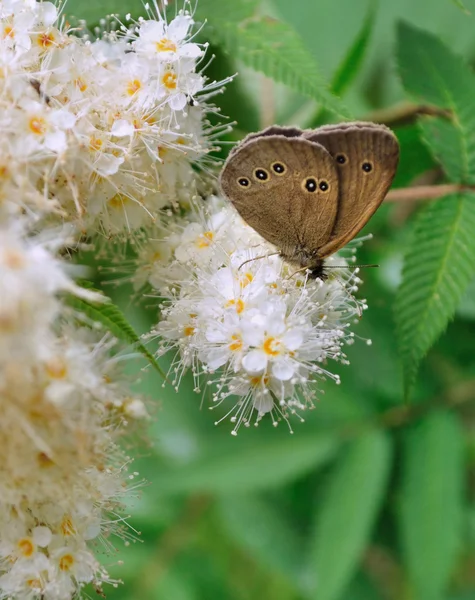 Ringlet butterfly — Stock Photo, Image