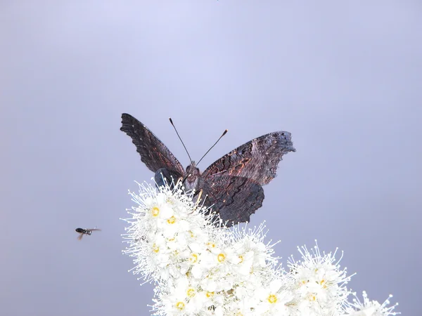 Kupu-kupu Merak — Stok Foto