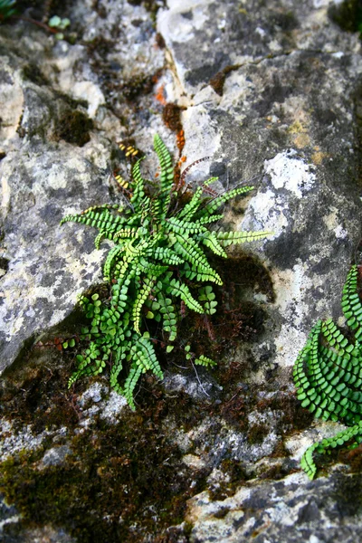 植物的石头砌的墙 — 图库照片