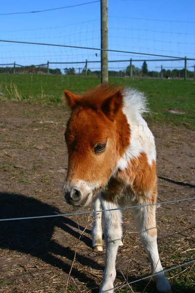Sad foal — Stock Photo, Image
