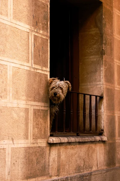 Одна собака на балконе в Сарагосе — стоковое фото