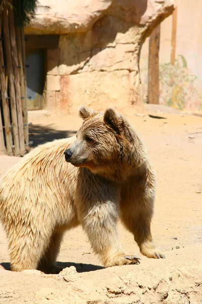 White bear in Zoo, Tabernas, Almeria — Stock Photo, Image