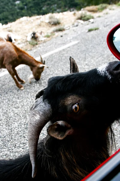 Goat in france mountains — Stock Photo, Image