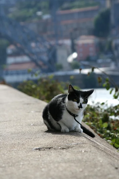 The cat in Porto, Portugal — Stock Photo, Image