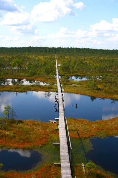 stock image Big bog Estonia