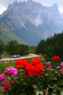 Flower on Italy mountains clipart