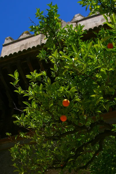 Stock image Orange tree on the street Huelva, Spain