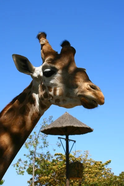 Жираф в зоопарке, Табернас, Альмерия — стоковое фото