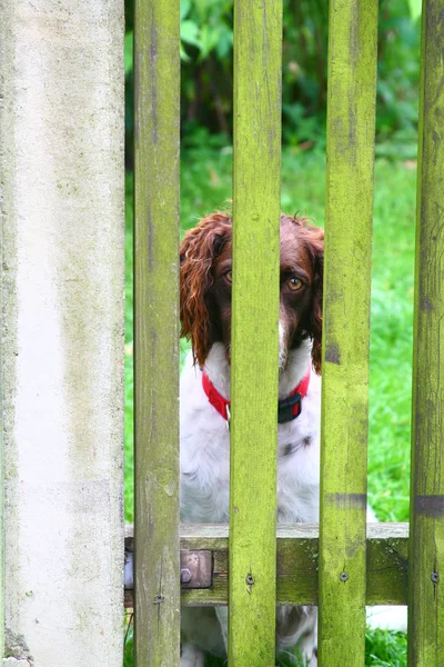 グラーツの悲しい犬 — ストック写真