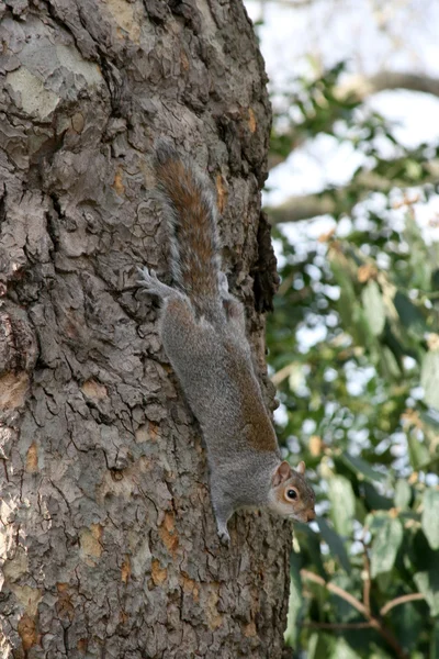 Wiewiórka na drzewie w parku w Londynie. — Zdjęcie stockowe