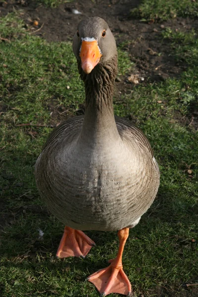 Goose in London park — Stock Photo, Image