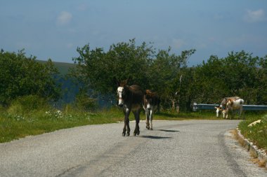 eşekler de yol İtalya