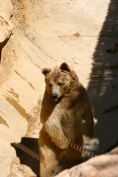 Niedźwiedź w zoo, tabernas, almeria — Zdjęcie stockowe