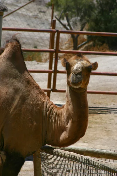 Kamel im Zoo, Tabernas, Almeria — Stockfoto
