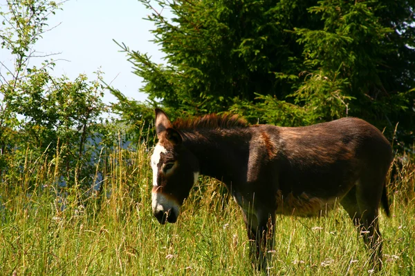 Donkey on the road in Italy — Stock Photo, Image