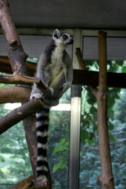 Lemur üzerinde amsterdam Hayvanat Bahçesi