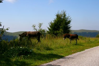 eşekler de yol İtalya