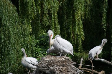 Pelican in de dierentuin-tuin-Berlijn