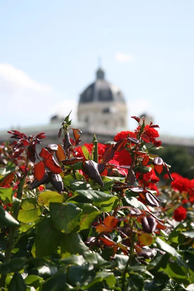 Jardin fleuri Vienne — Photo