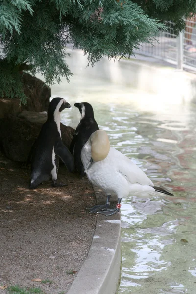 Dvě tučňák, chůzi směrem k vodě — Stock fotografie