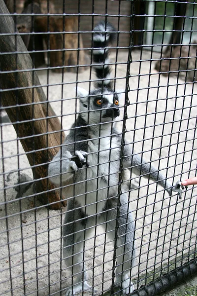 Лемур в Амстердамском зоопарке — стоковое фото